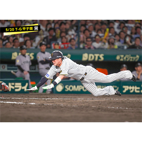 阪神タイガースプロ仕様半袖Vジャン 阪神タイガースプロ仕様半袖V