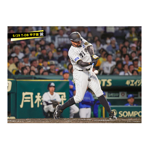 ブロマイド 5/29 T-DB 95ヘルナンデス - 阪神タイガース公式オンライン
