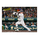 ブロマイド 4/8 T-S　0木浪