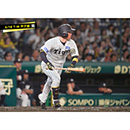 ブロマイド 6/18 T-M No.3　5近本