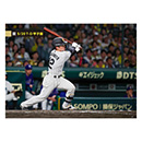 ブロマイド 5/20 T-D No.1　12坂本