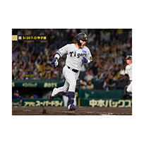 ブロマイド 5/20 T-D No.3　0木浪