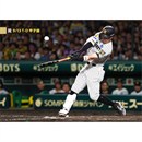 ブロマイド 9/13 T-D No.4 8佐藤（輝明）